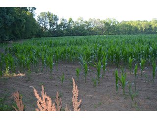 Property photo 24 - 64 Acre Farm Offered in 4 Tracts or in Combinations - Real Estate Auction